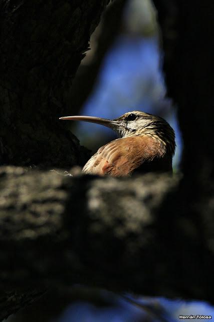 Aves enramadas de invierno