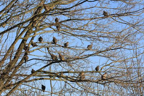 Aves enramadas de invierno