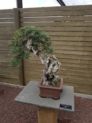 Associacio Bonsái de Vallès en el  jardín Botánico