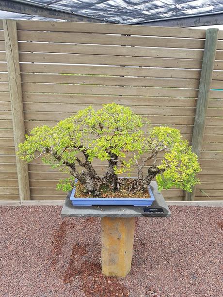 Associacio Bonsái de Vallès en el jardín Botánico Associacio Bonsái de Vallès en el jardín Botánico