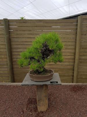 Associacio Bonsái de Vallès en el jardín Botánico Associacio Bonsái de Vallès en el jardín Botánico