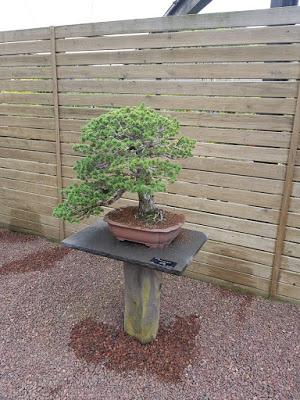 Associacio Bonsái de Vallès en el jardín Botánico Associacio Bonsái de Vallès en el jardín Botánico