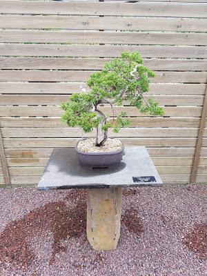 Associacio Bonsái de Vallès en el jardín Botánico Associacio Bonsái de Vallès en el jardín Botánico