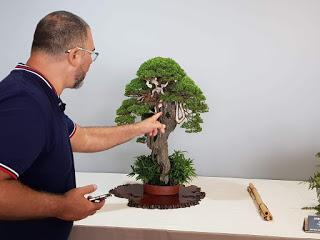 Associacio Bonsái de Vallès en el jardín Botánico Associacio Bonsái de Vallès en el jardín Botánico