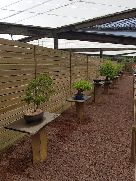 Associacio Bonsái de Vallès en el jardín Botánico Associacio Bonsái de Vallès en el jardín Botánico