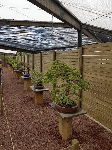 Associacio Bonsái de Vallès en el jardín Botánico Associacio Bonsái de Vallès en el jardín Botánico