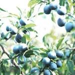 #gallery-3954-3 { margin: auto; } #gallery-3954-3 .galler...