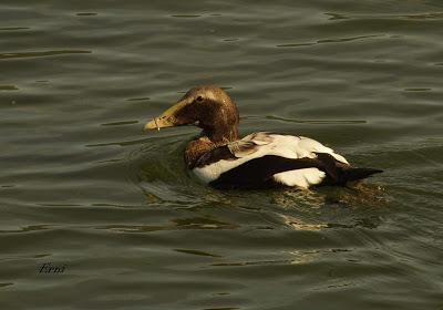 MI FESTIVAL DE LA MIGRACIÓN 2018