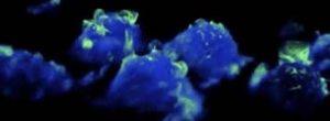 Imágenes increíbles muestran estructuras nunca antes vistas en acción en nuestras células inmunes