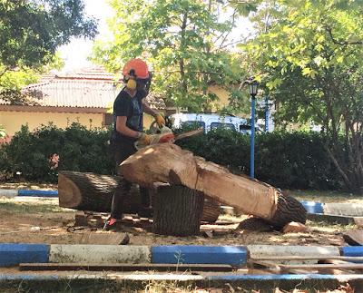 Los dinosaurios de madera de Cansu Güvenkaya