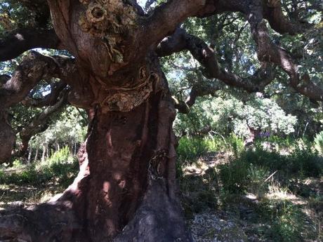 Ruta de los Zufreiros del Frade en Lago de Carucedo