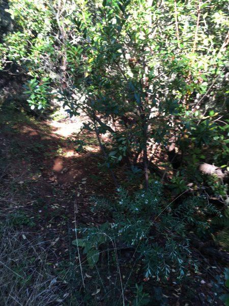 Ruta de los Zufreiros del Frade en Lago de Carucedo