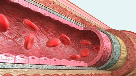 ayuno envejecimiento