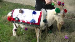 La carrera del cabro