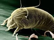 Cómo ganar batalla contra ácaros