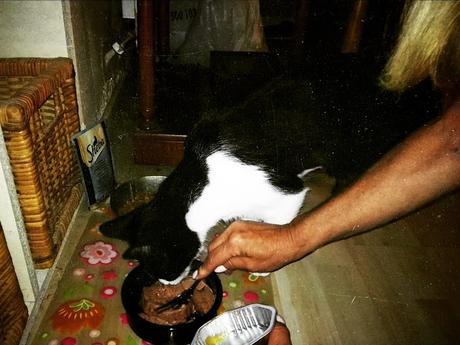 Probando la comida húmeda para gatos de Sheba con Mika