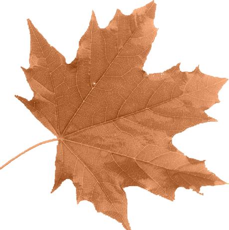 Meerkat. Los marrones son siempre los protagonistas en las paletas de Otoño Invierno. Análisis de los Colores para este Otoño-Invierno 2018/19