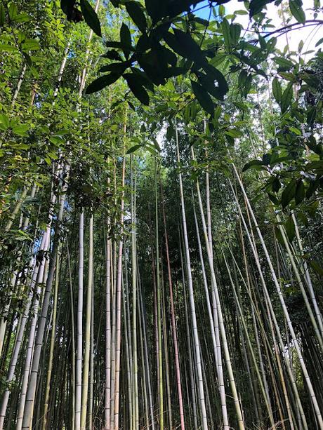 Mi viaje a Japón: Kyoto