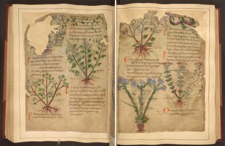 Manuscrito ilustrado de hierbas medicinales con más de 1000 años