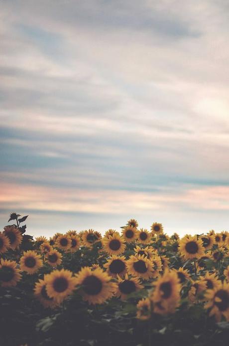 La energía de los girasoles