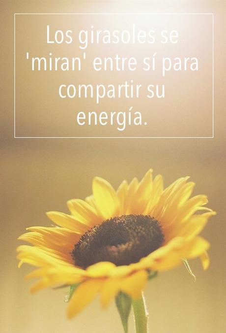La energía de los girasoles