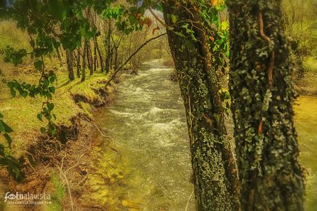 El río entre árboles - Fotografía