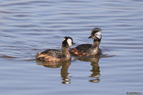 Macacitos asustadizos