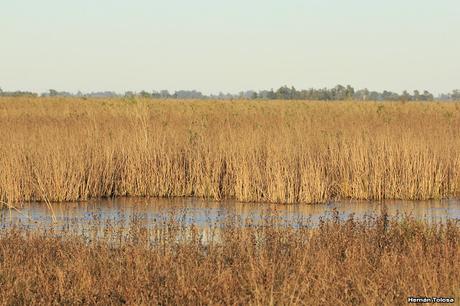 Monte - Beguerie (junio de 2018)