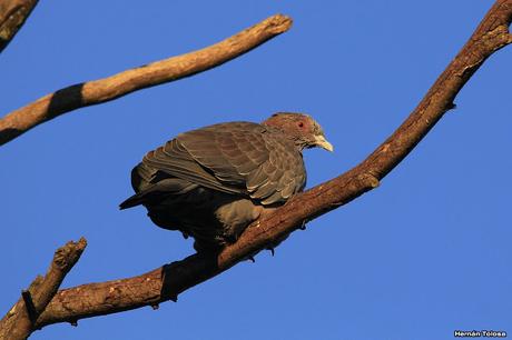 Monte - Beguerie (junio de 2018)