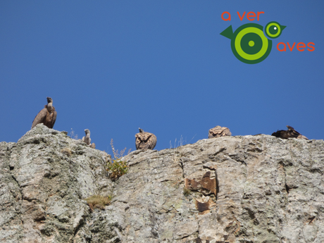 De Rascafría al Carrascal de Arganda del Rey De Rascafría al Carrascal de Arganda del Rey