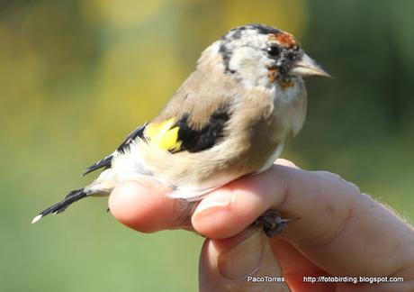 Carduelis carduelis, juv. ♀