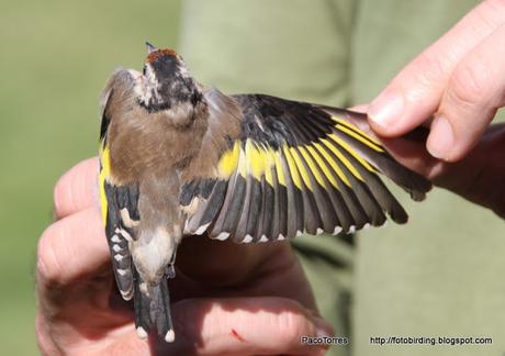 Carduelis carduelis, juv. ♀