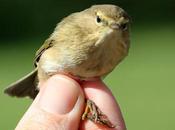 Phylloscopus collybita., juv.