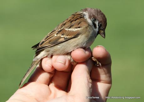 Passer montanus.