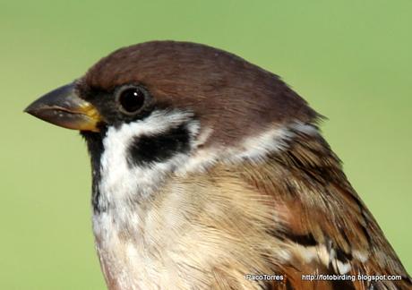 Passer montanus.