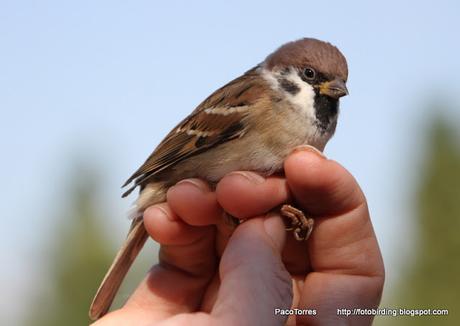 Passer montanus.