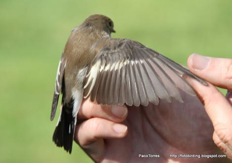 Ficedula hypoleuca, juvenil ♂