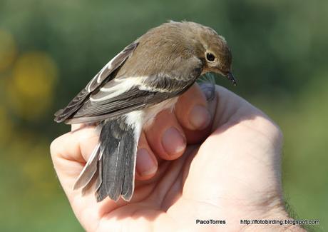 Ficedula hypoleuca, juvenil ♂