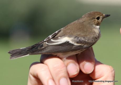 Ficedula hypoleuca, juvenil ♂