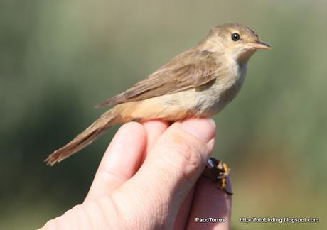 Acrocephalus scirpaceus.