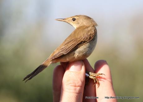 Acrocephalus scirpaceus.