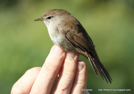 Cetia ruiseñor, juv. ♀