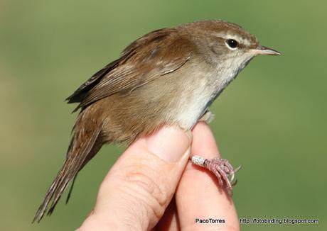 Cetia ruiseñor, juv. ♀
