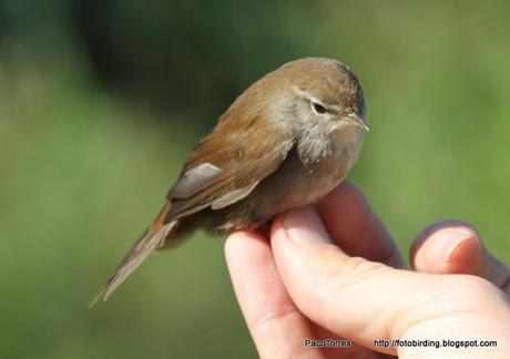 Cetia ruiseñor, juv. ♀