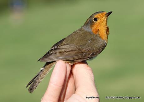 juvenil Erithacus rubecula