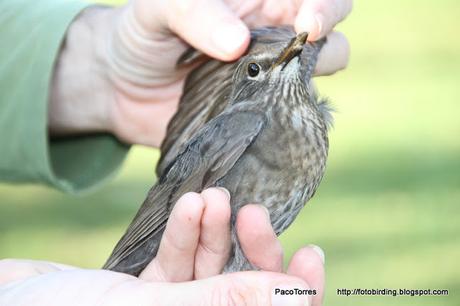 Turdus merula juv. ♀