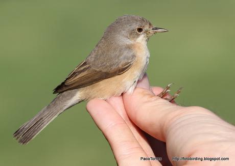 Sylvia cantillans , juv.