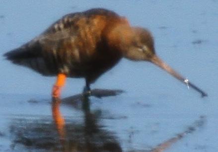 Limosa con anilla