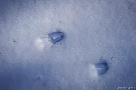 Las pisadas del corzo