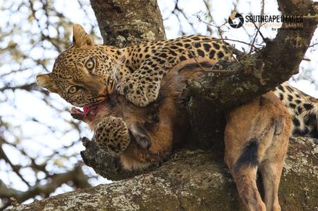 NGUSHWAY El Aguila del Serengueti